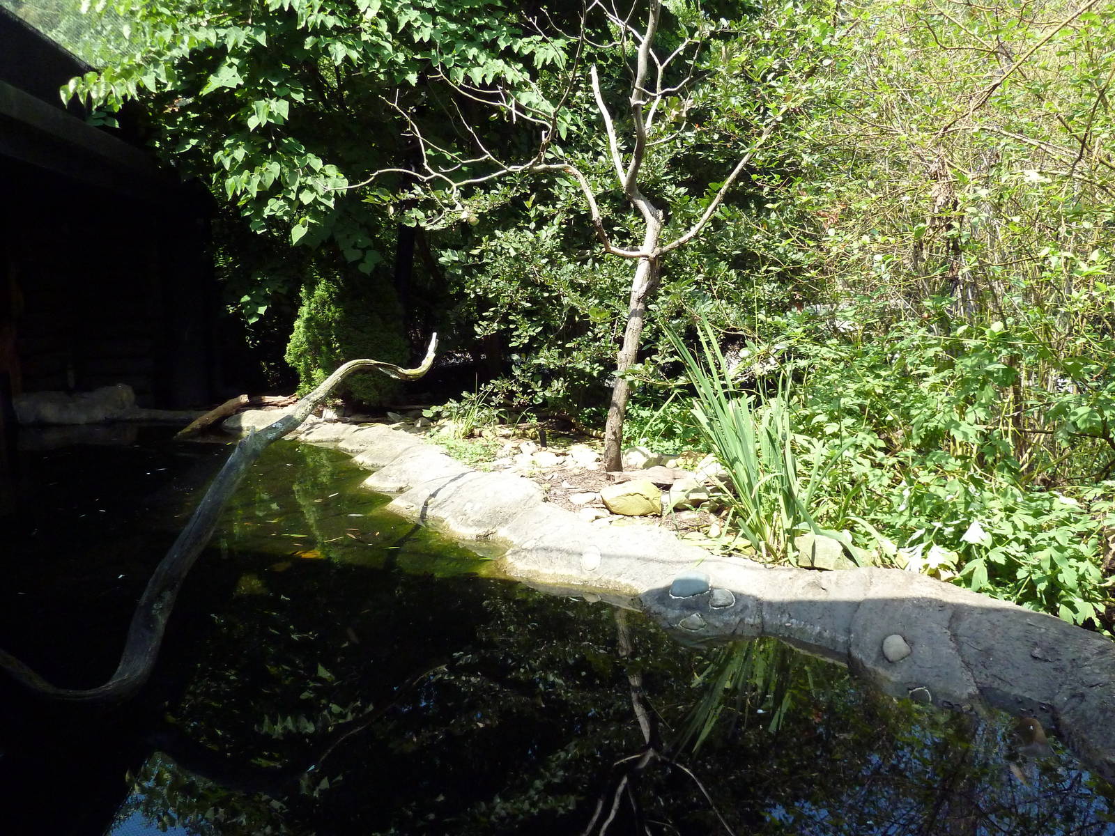 Northern Trek - Wolf Wilderness - Turtle/Fish Exhibit