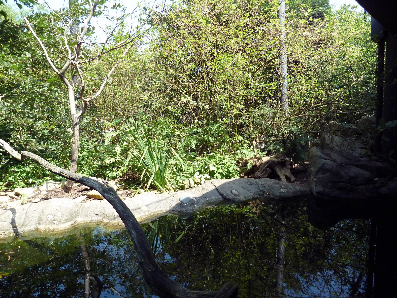 Northern Trek - Wolf Wilderness - Turtle/Fish Exhibit