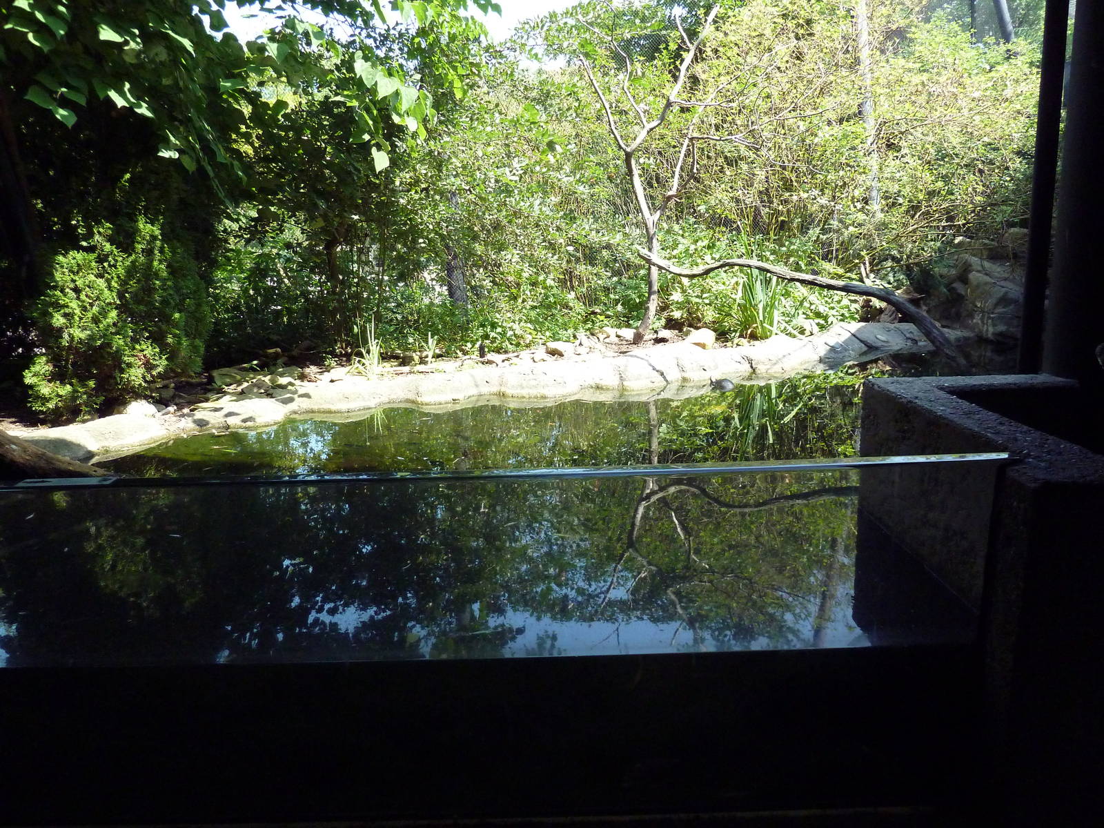 Northern Trek - Wolf Wilderness - Turtle/Fish Exhibit