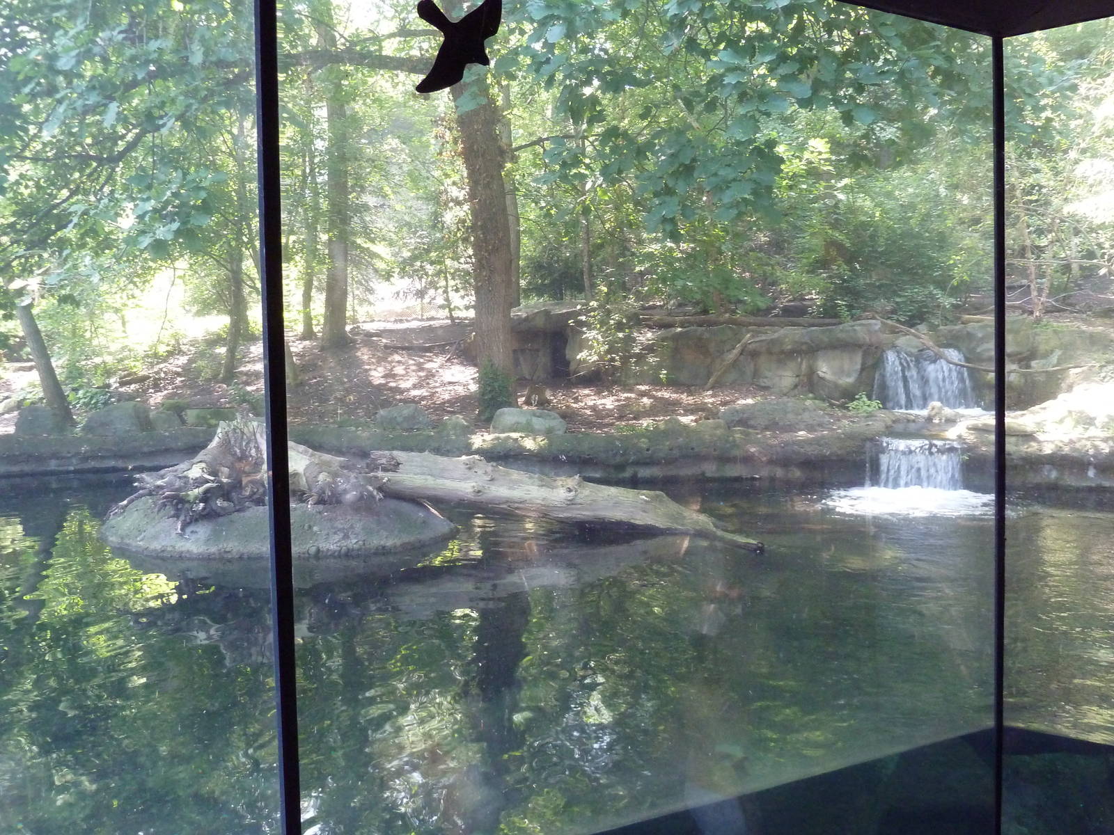 Northern Trek - Wolf Wilderness - Wolf/Beaver Exhibit