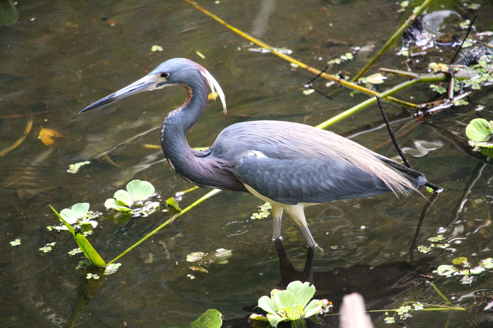 Northern Tricolored Heron