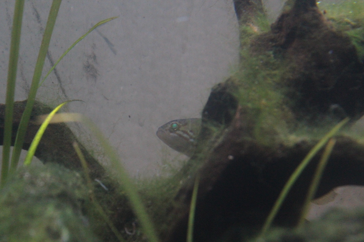 Northern trout gudgeon (Mogurnda mogurnda)