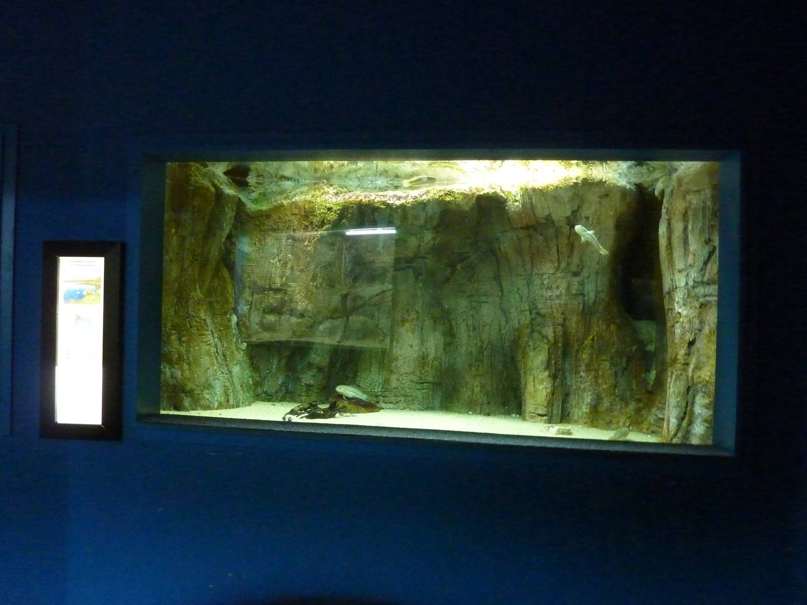 Northern trout gudgeons, 10th April 2012