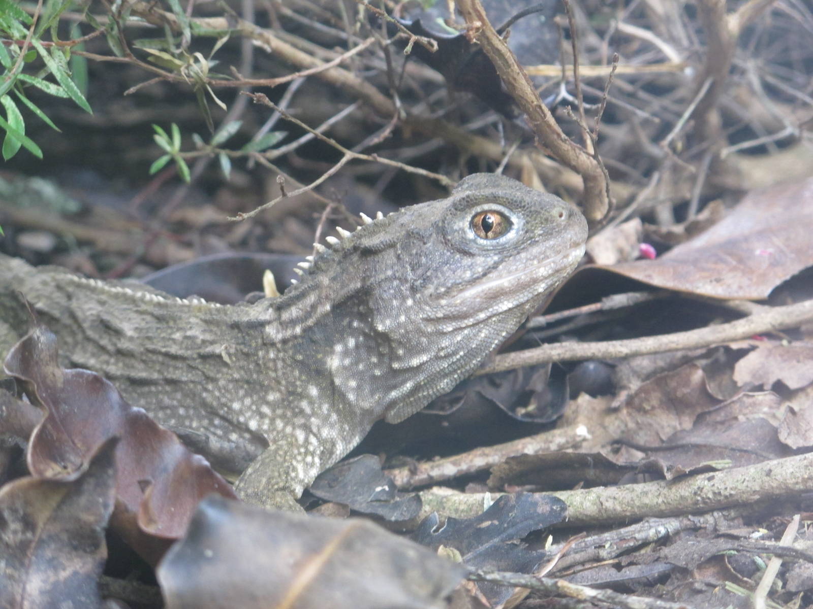 Northern Tuatara - Hamilton Zoo 2012