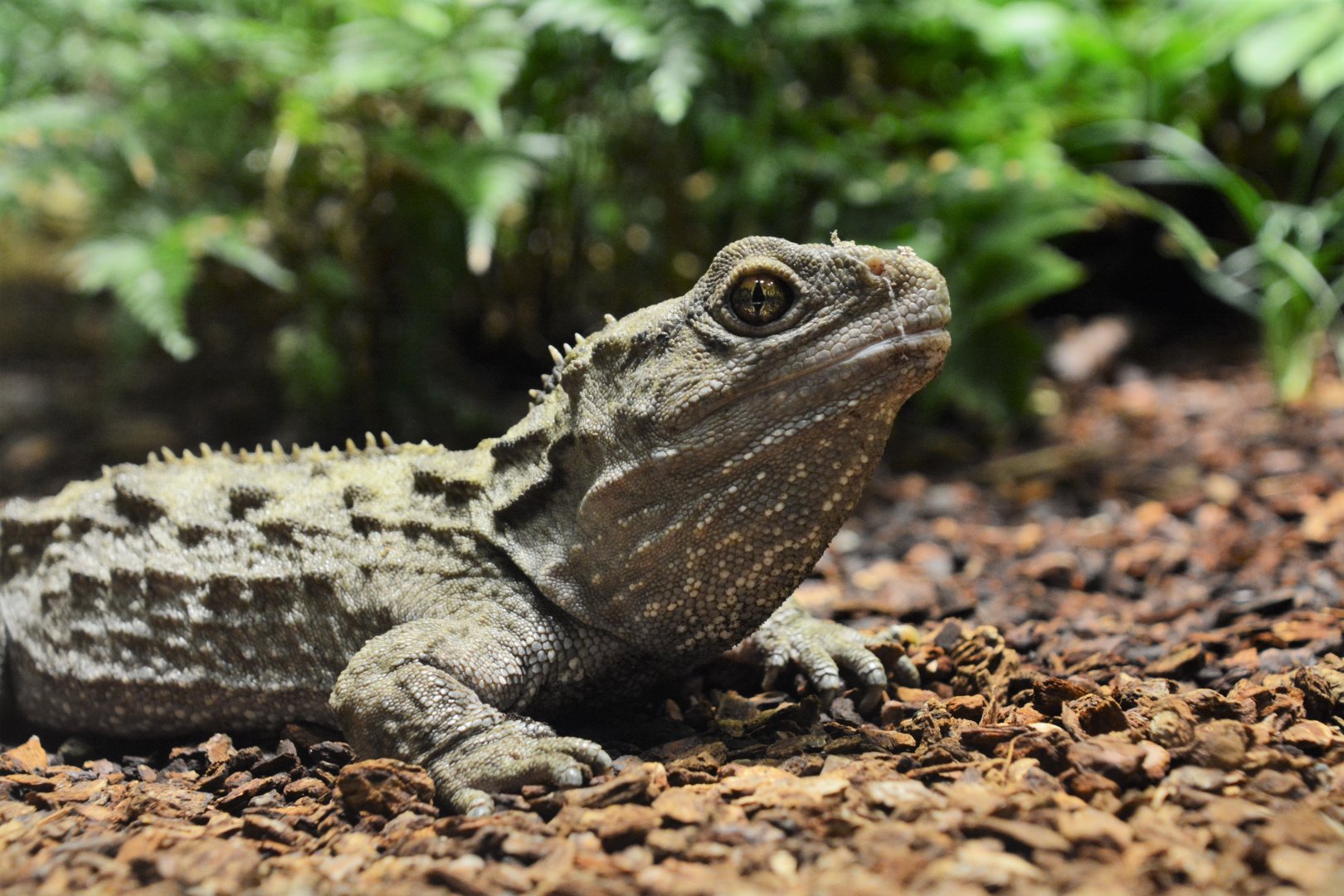 Northern tuatara (Sphenodon punctatus)