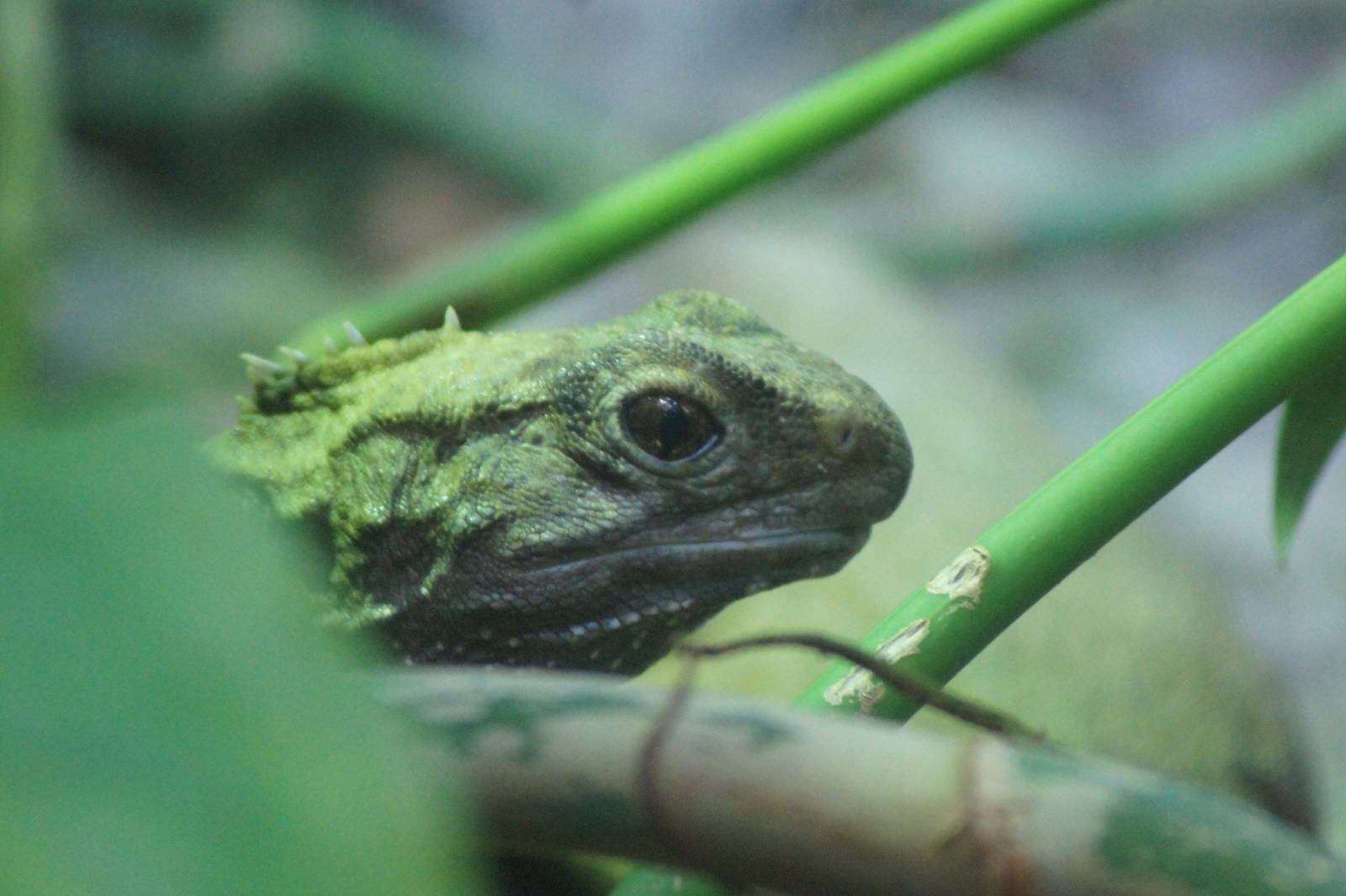 Northern tuatara