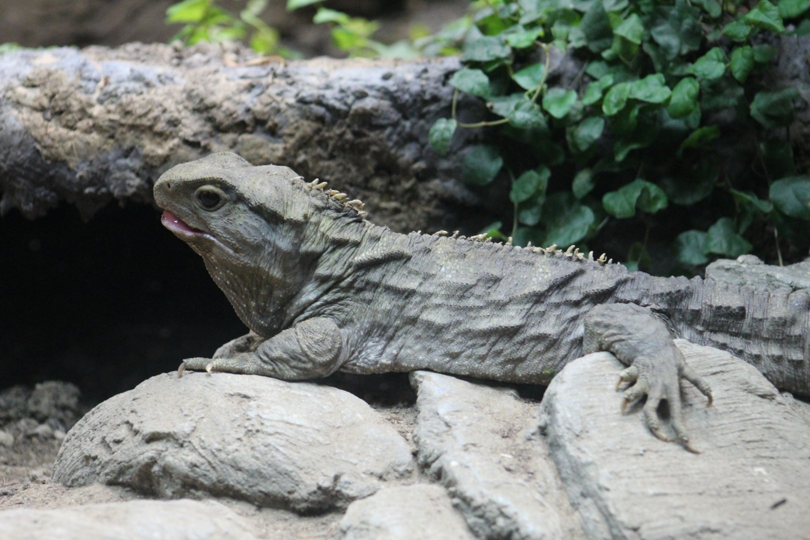 Northern Tuatara