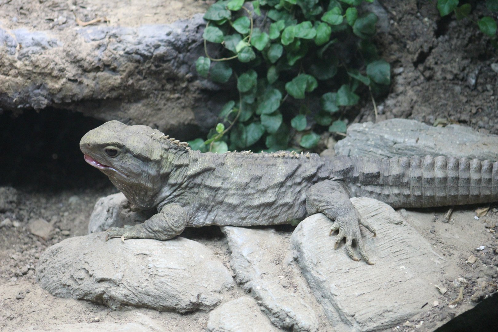 Northern Tuatara