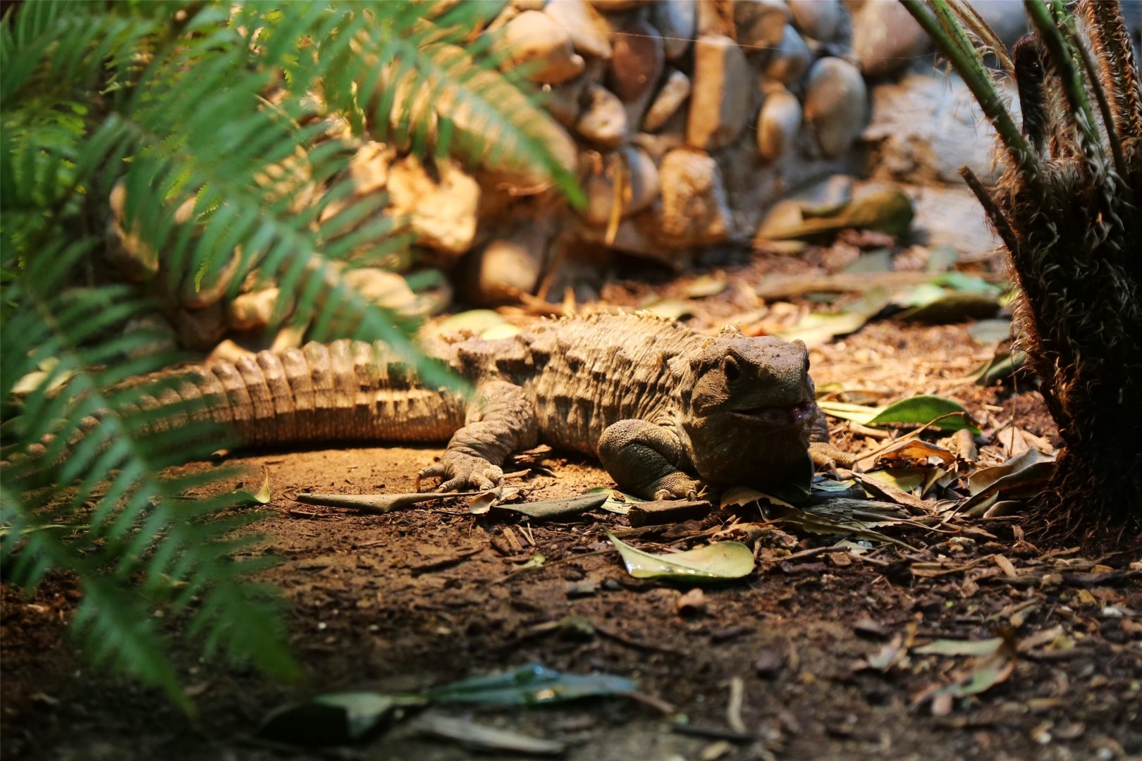 Northern tuatara