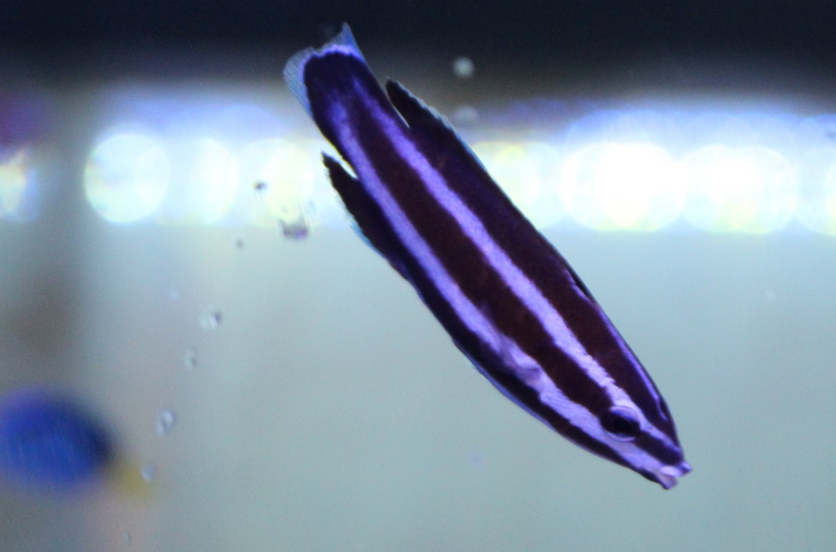 Northern tube-lip - Labropsis manabei