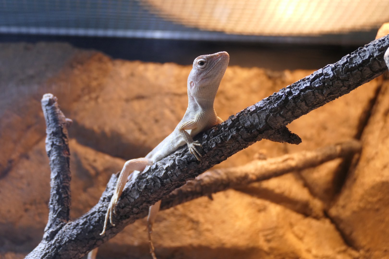 Northern Two-lined Dragon (Diporiphora bilineata)