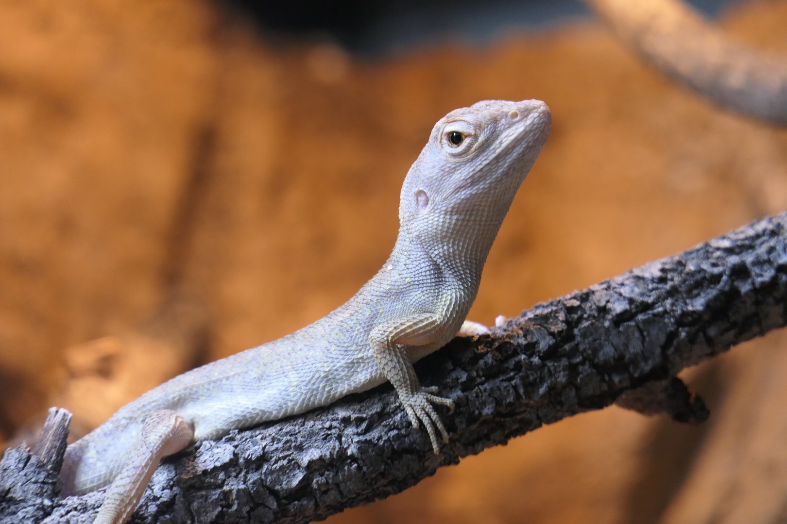 Northern Two-lined Dragon (Diporiphora bilineata)