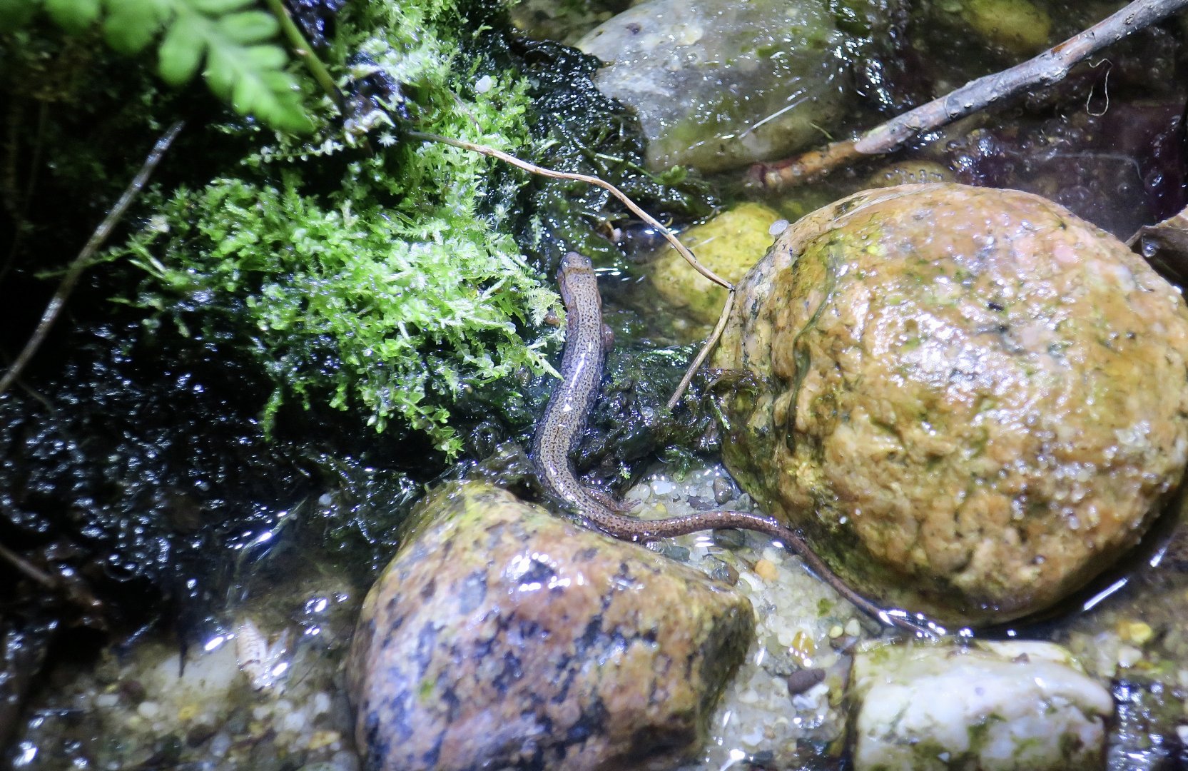 Northern Two-Lined Salamander (Eurycea bislineata) - Cold Spring Harbor Fish Hatchery & Aquarium