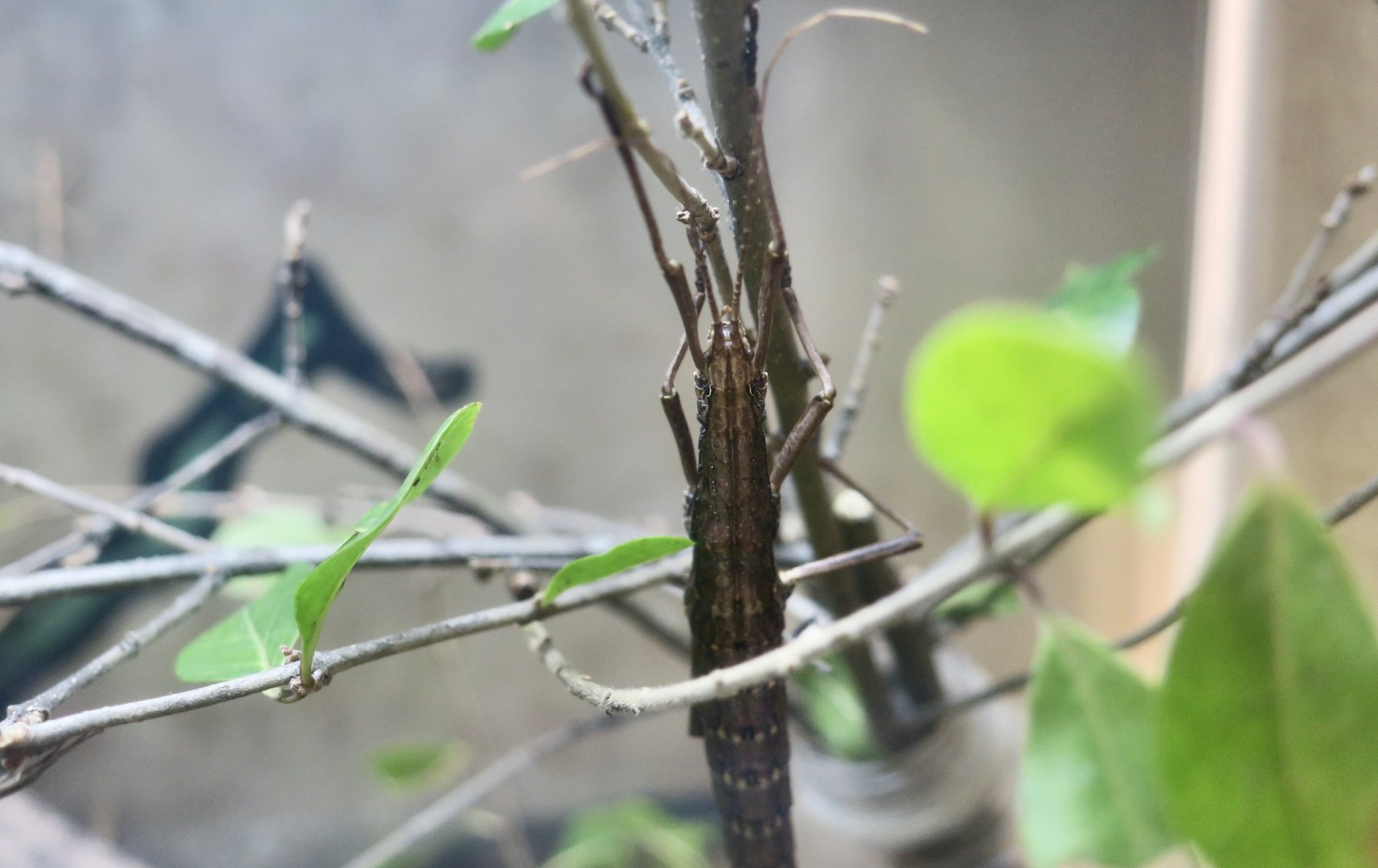 Northern Two-Striped Walking Stick (Anisomorpha ferruginea)