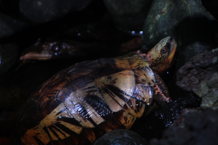 Northern Vietnamese box turtle (Cuora galbinifrons) - Museum Komodo