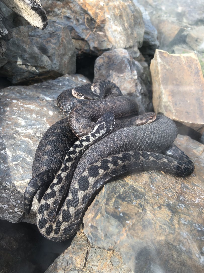 Northern Viper (Vipera berus)
