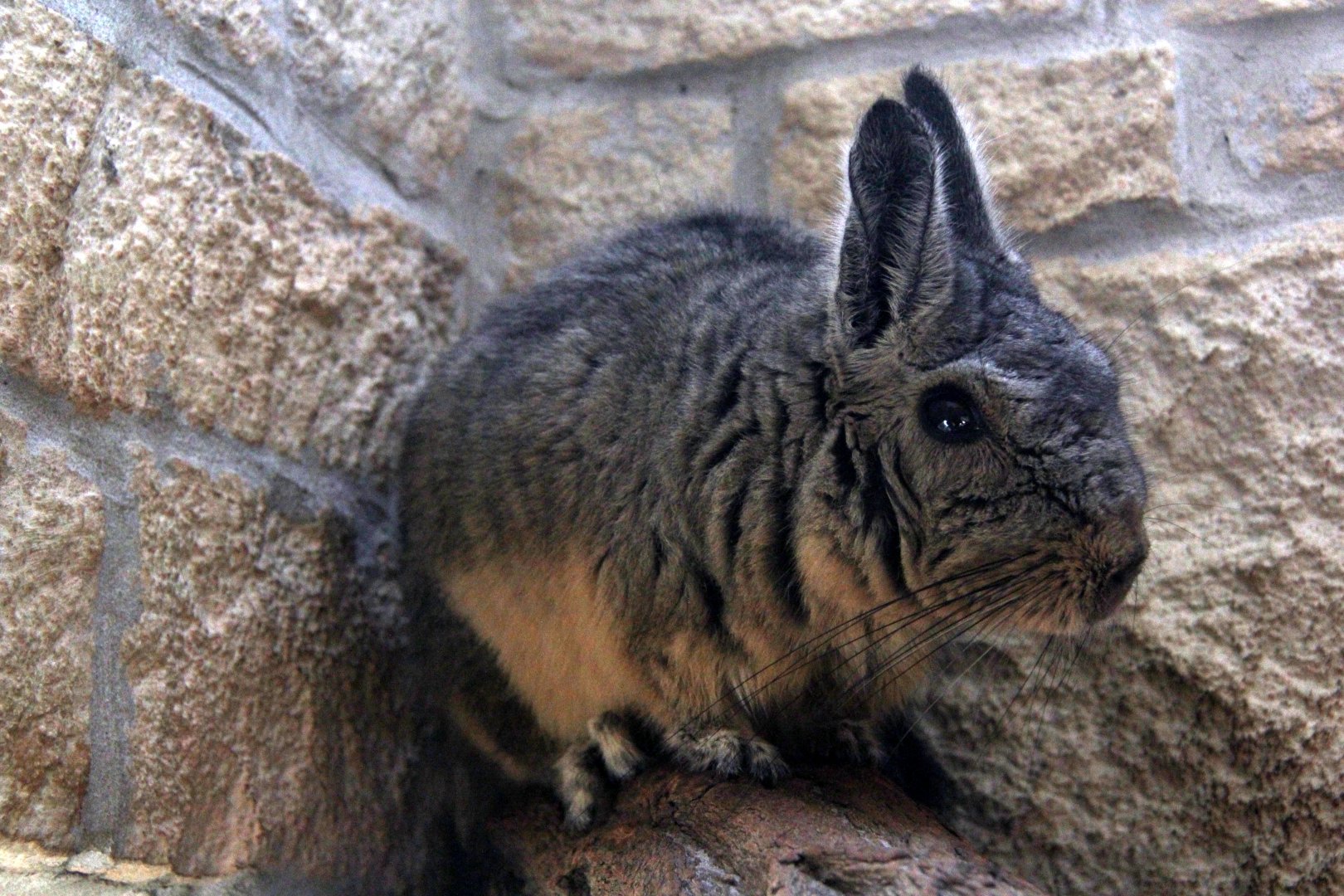 northern viscacha (Lagidium peruanum)