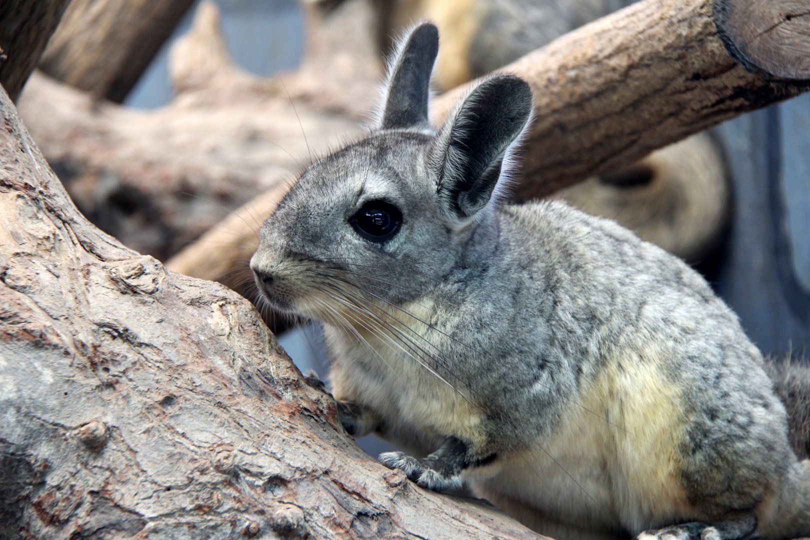 northern viscacha (Lagidium peruanum)