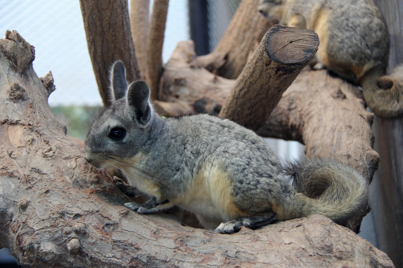 northern viscacha (Lagidium peruanum)