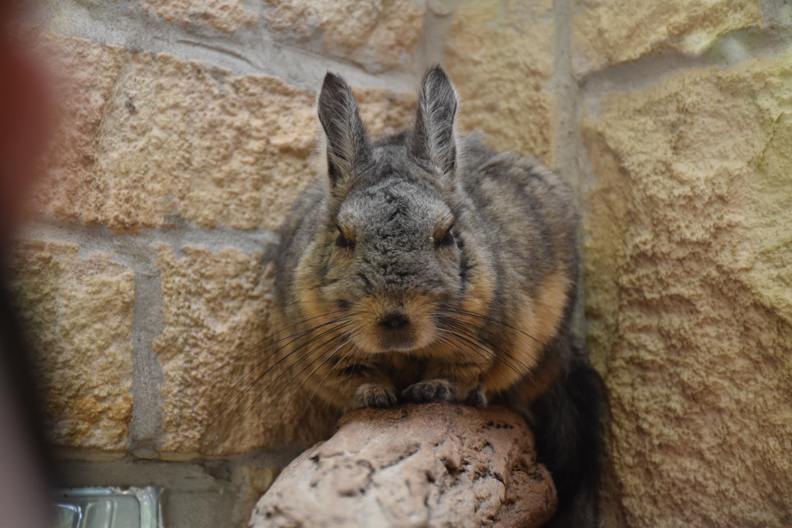 Northern viscacha