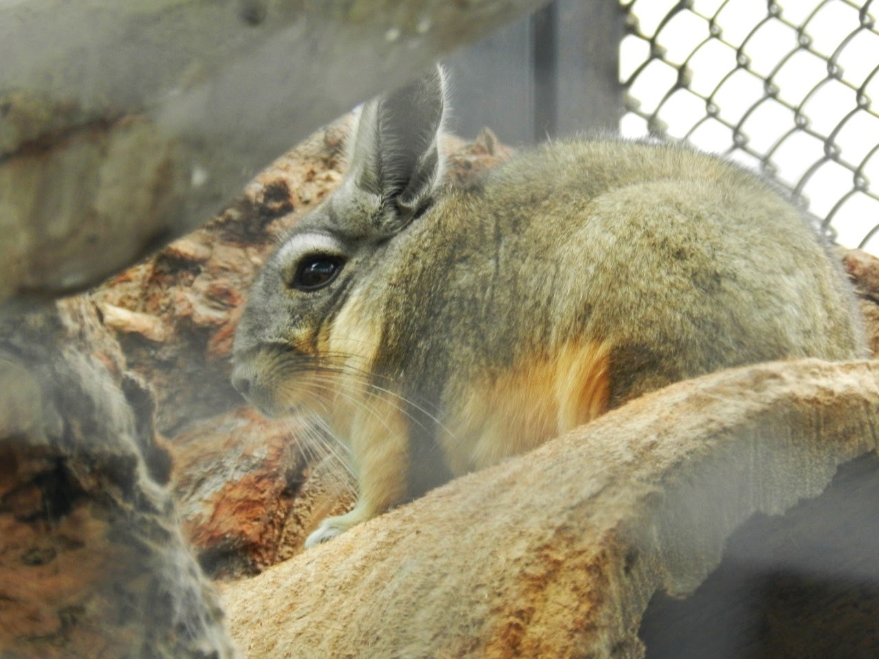 Northern vizcacha - Parque de Las Leyendas