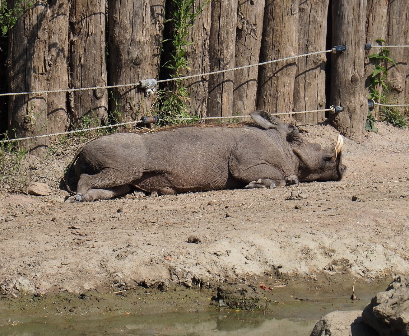 Northern warthog (Phacochoerus africanus africanus), 2021-09-02