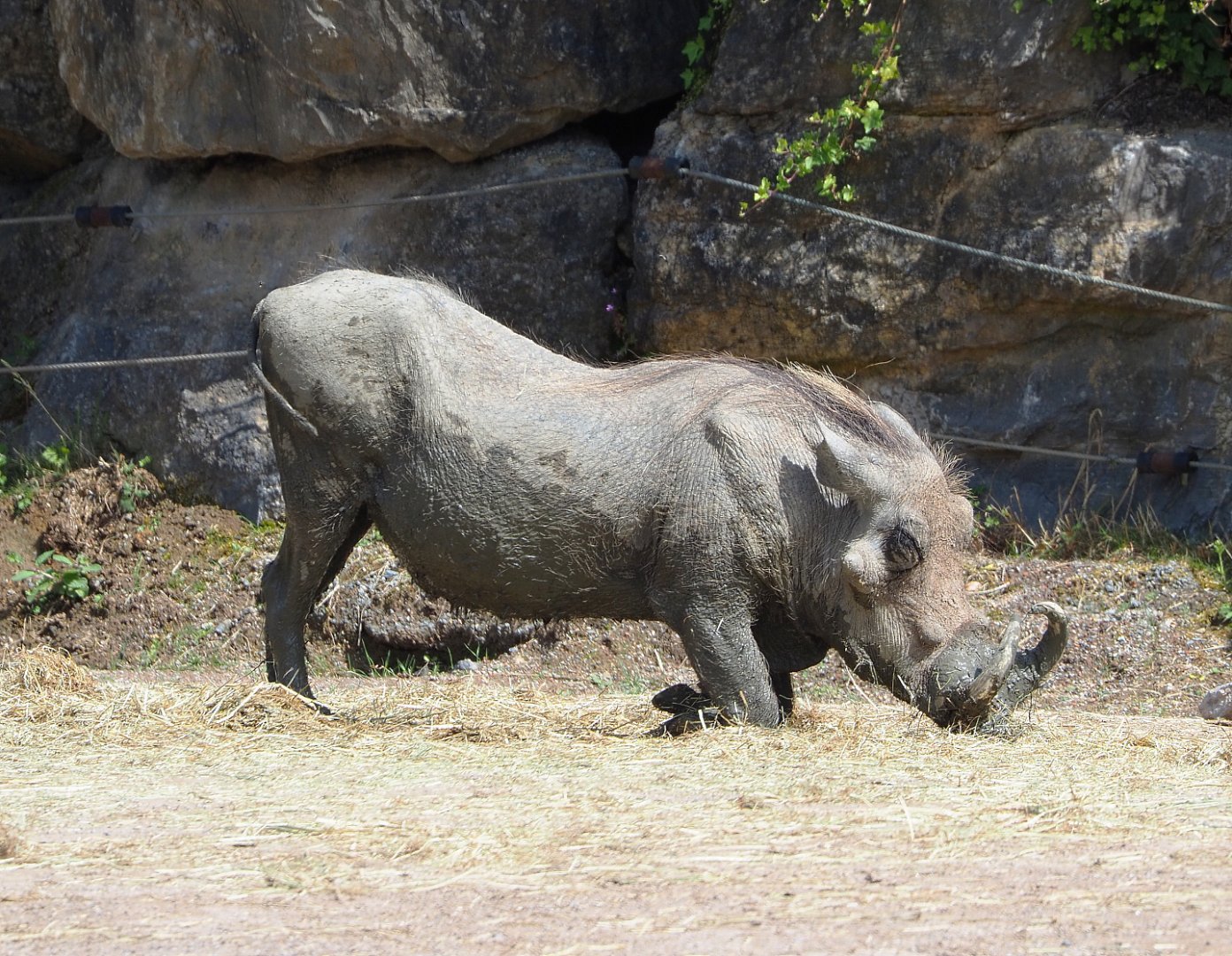Northern warthog (Phacochoerus africanus africanus), 2022-06-28