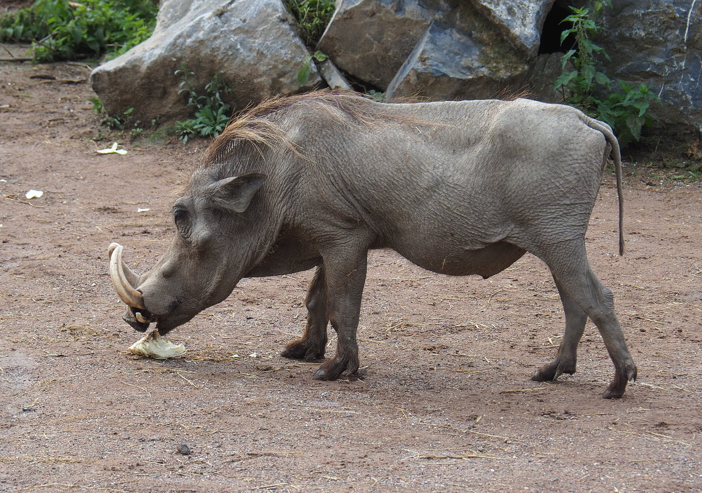 Northern warthog (Phacochoerus africanus africanus), 2022-09-15