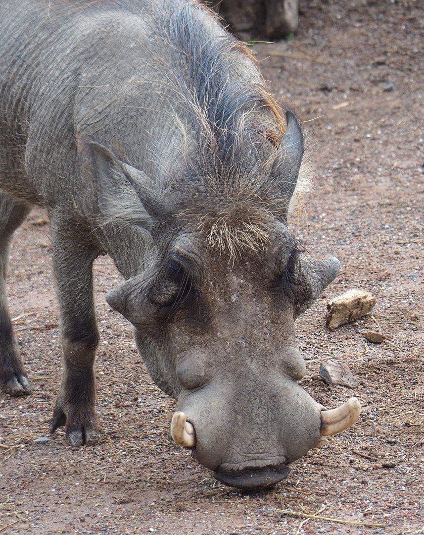 Northern warthog (Phacochoerus africanus africanus), 2022-09-15