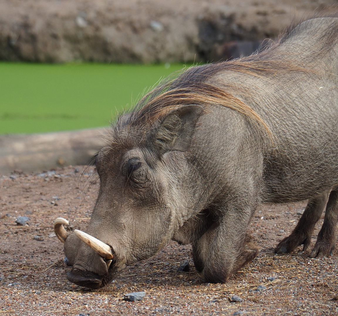 Northern warthog (Phacochoerus africanus africanus), 2022-09-15