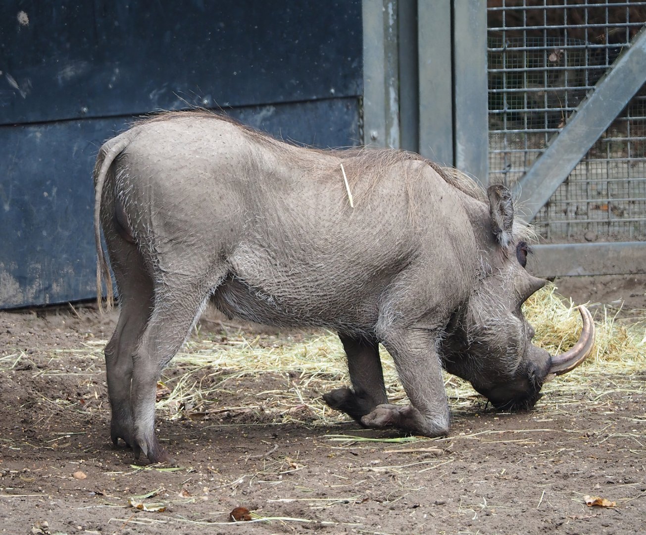 Northern warthog (Phacochoerus africanus africanus), 2023-08-17