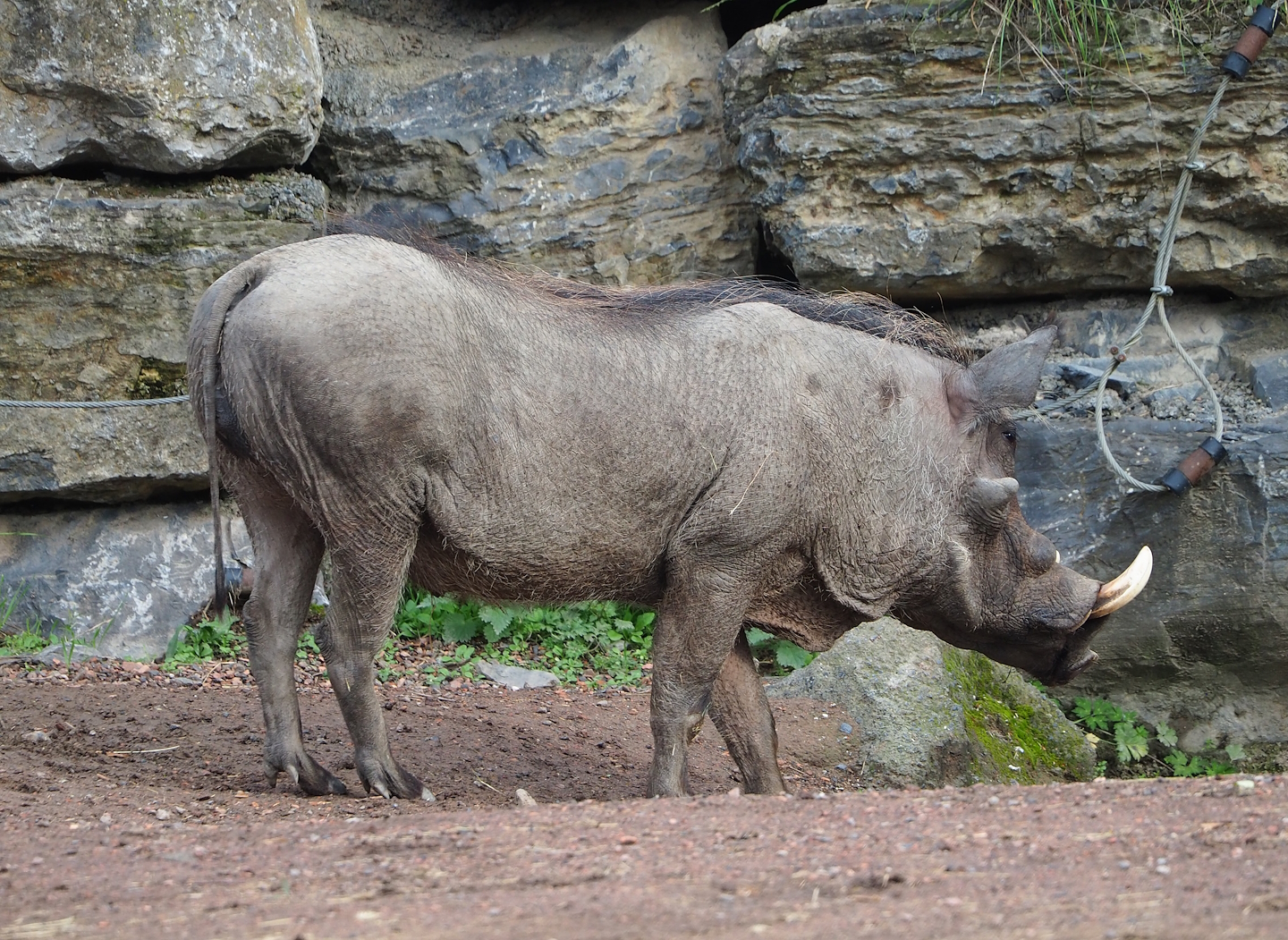 Northern warthog (Phacochoerus africanus africanus), 2023-10-13