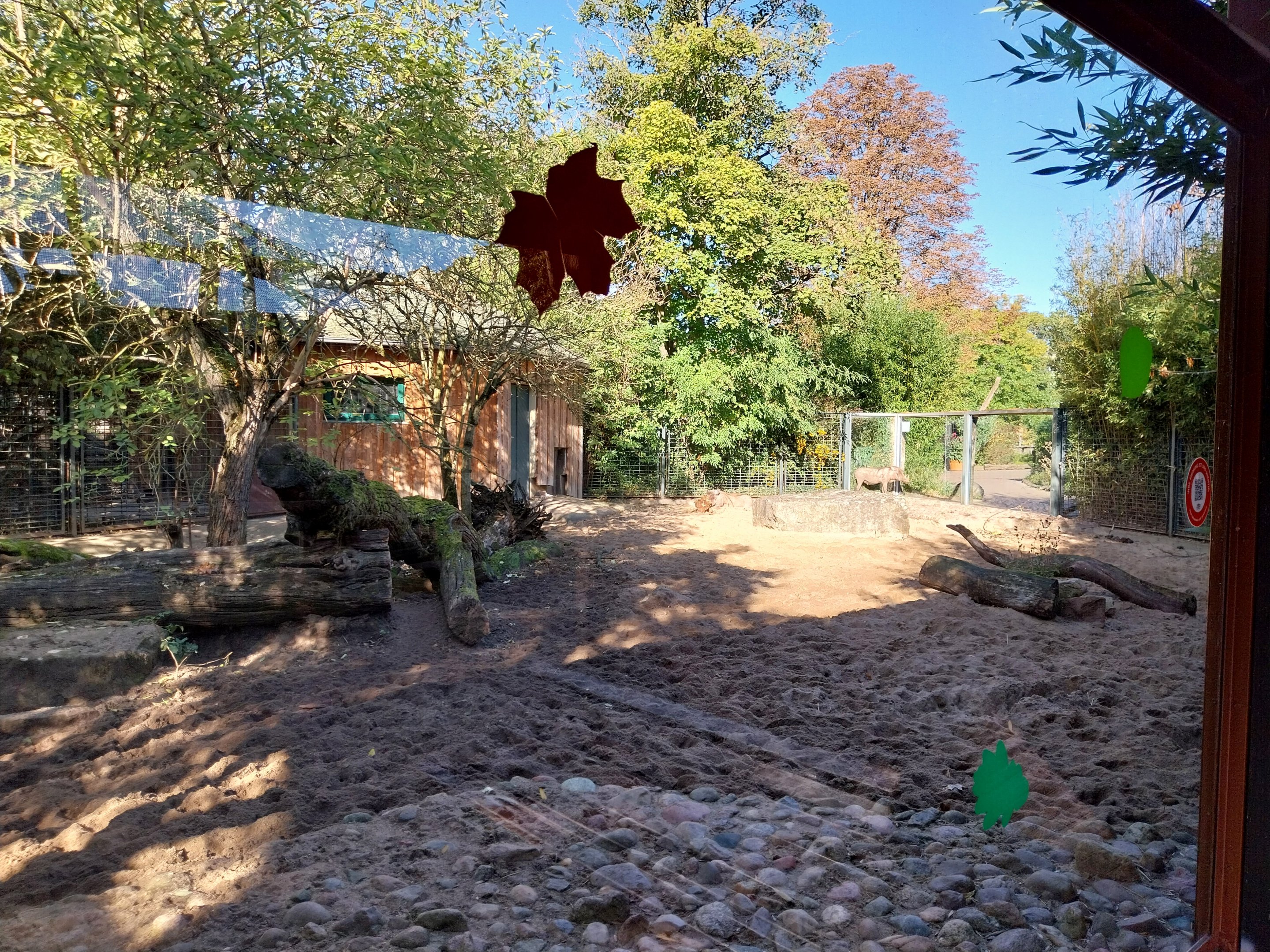 Northern Warthog (Phacochoerus africanus africanus)