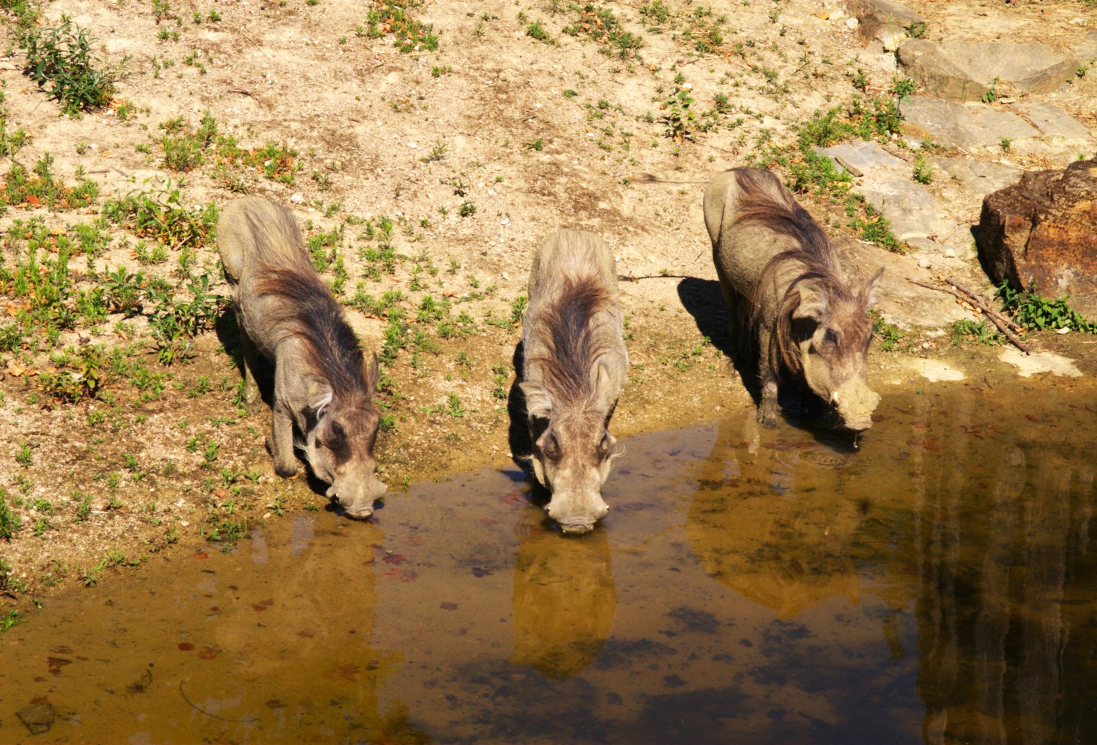 Northern Warthog (Phacochoerus africanus africanus)