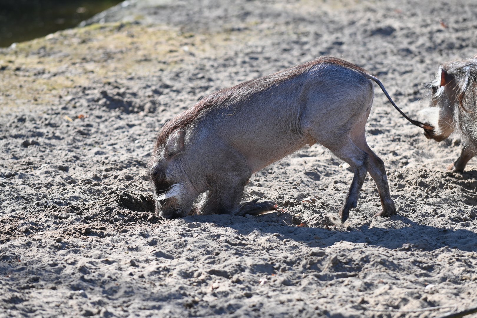 Northern Warthog piglet