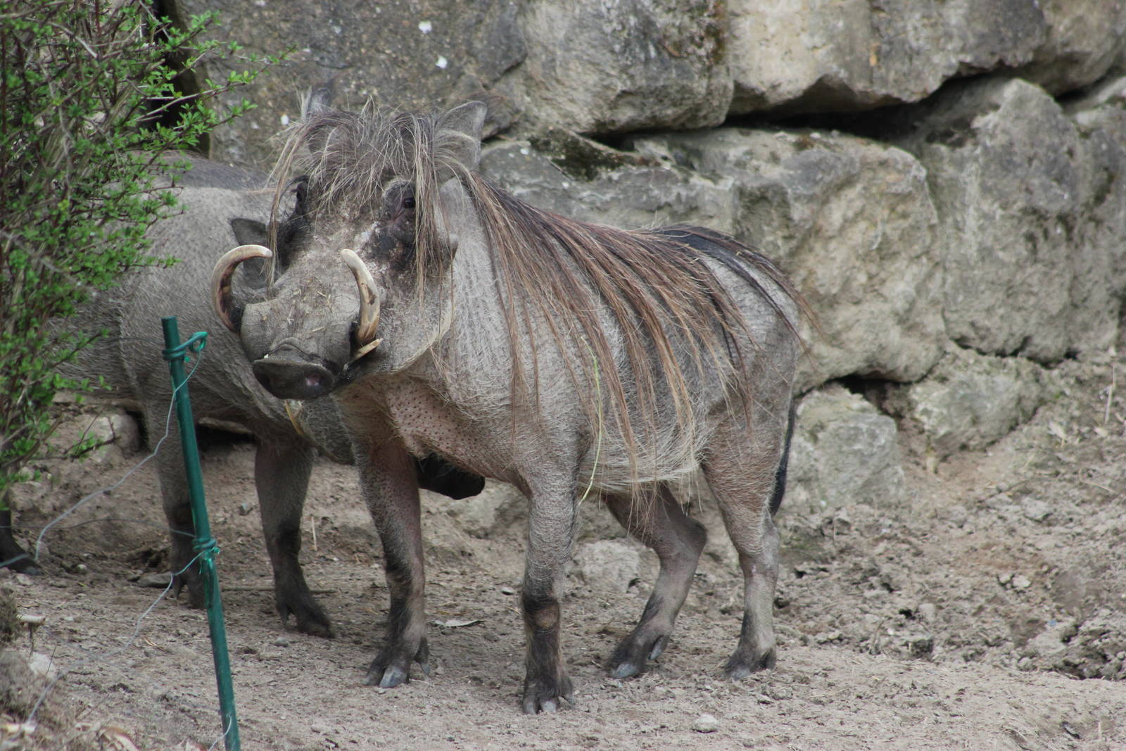 Northern warthog