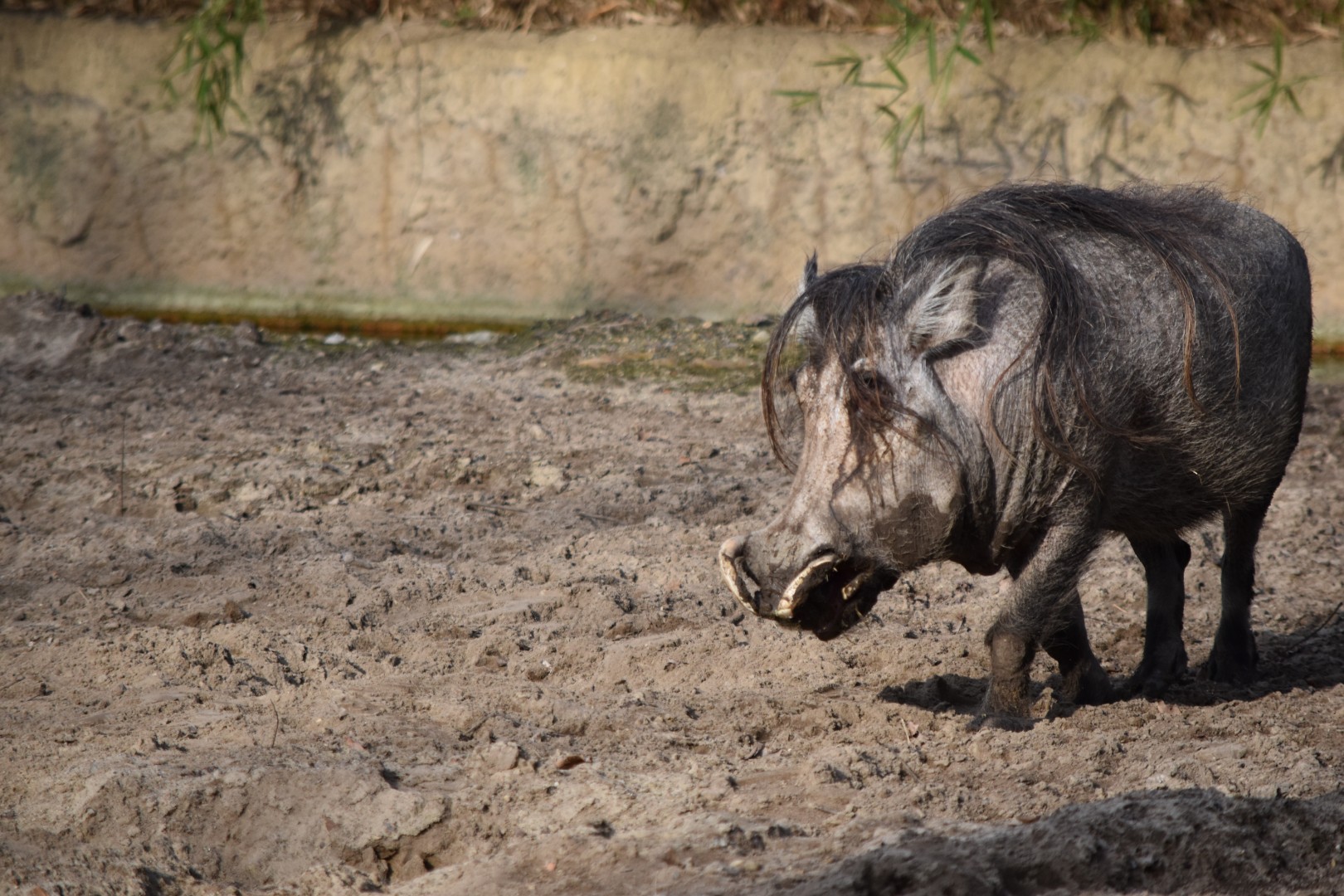 Northern warthog