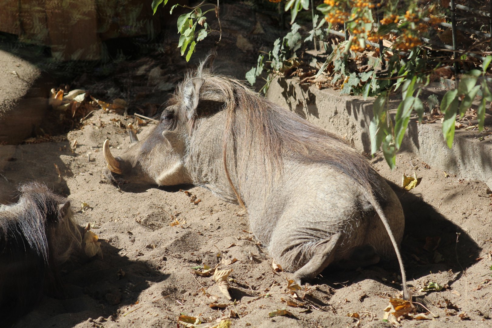 Northern Warthog