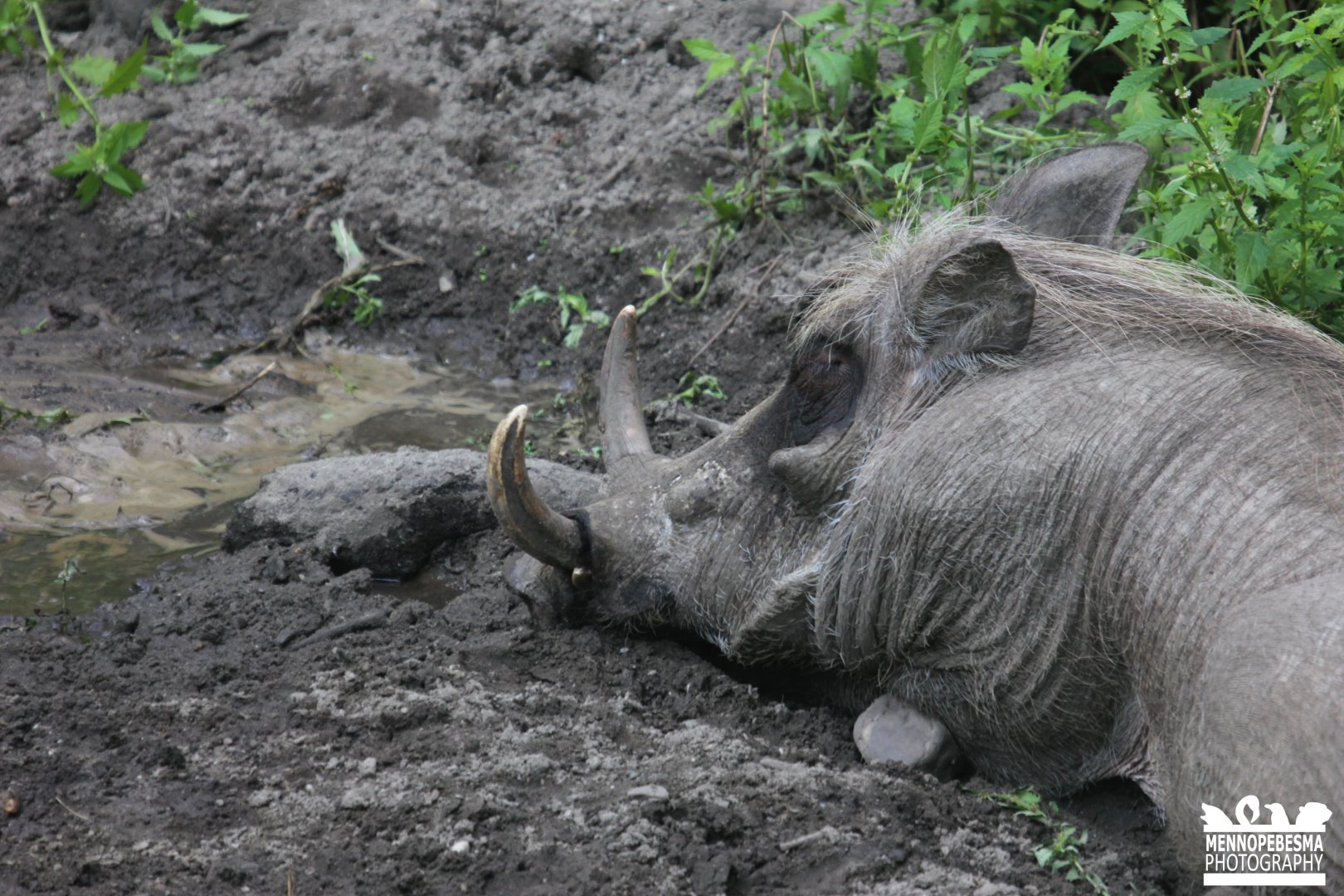 Northern warthog