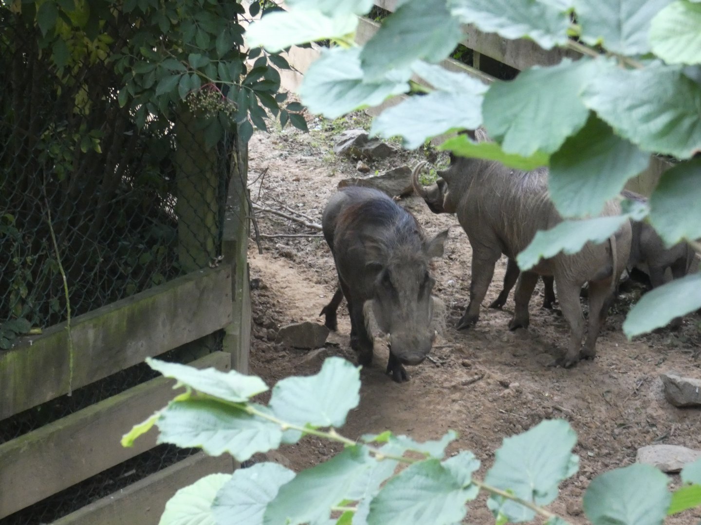 Northern warthog