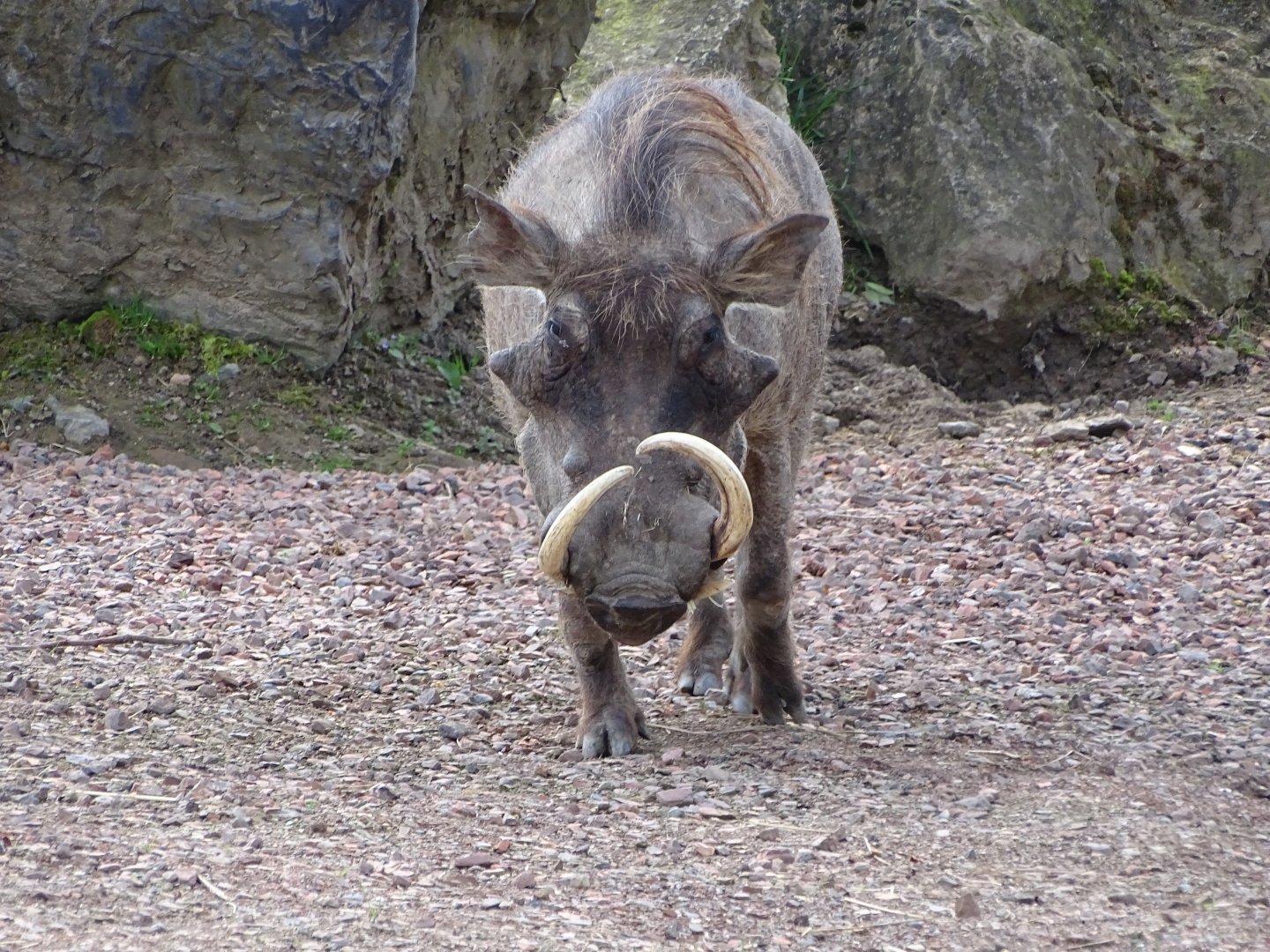 Northern warthog