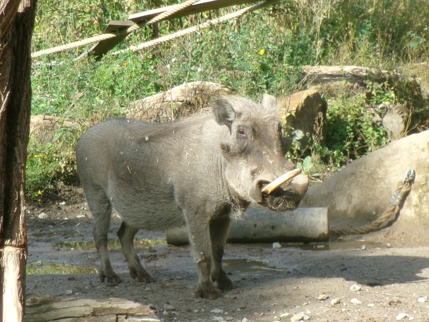 Northern warthog