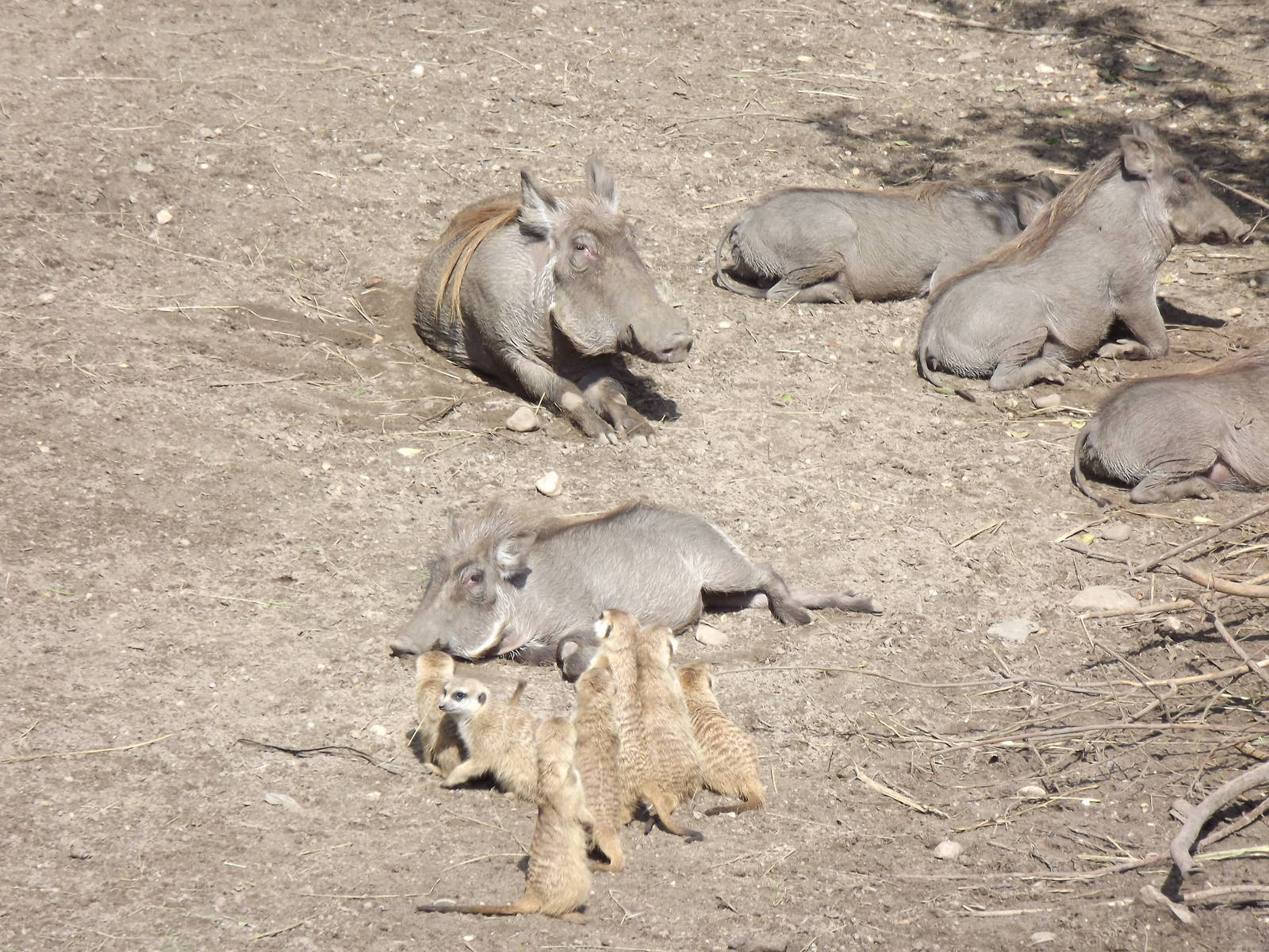 Northern warthogs and meerkats sunbathing