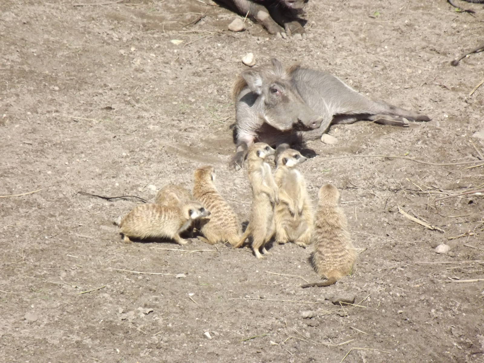 Northern warthogs and meerkats sunbathing