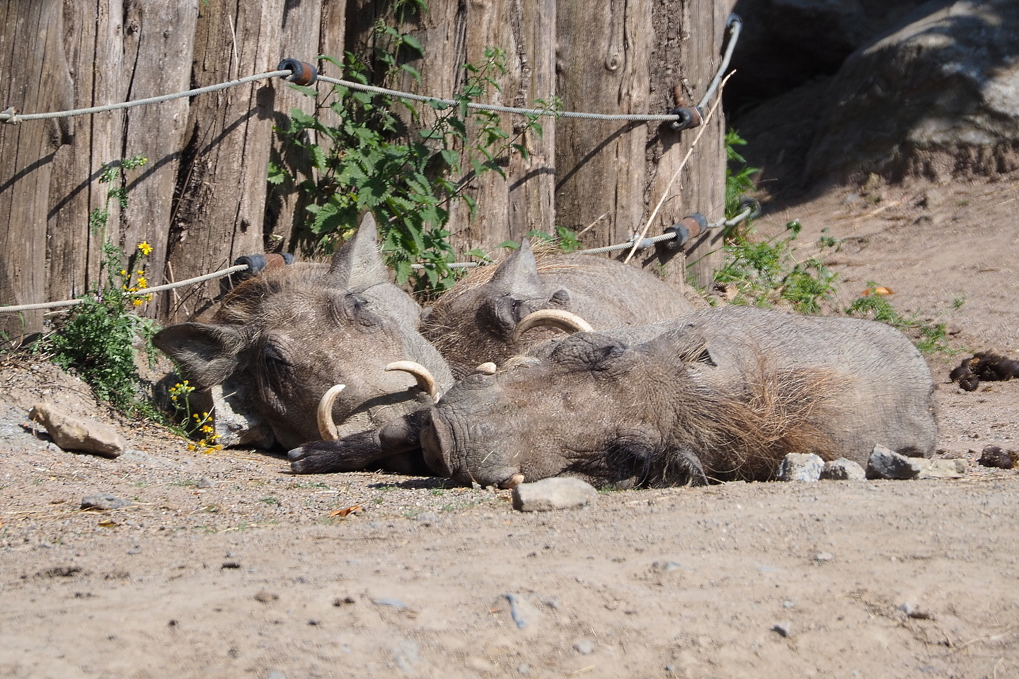 Northern warthogs (Phacochoerus africanus africanus), 2021-09-02