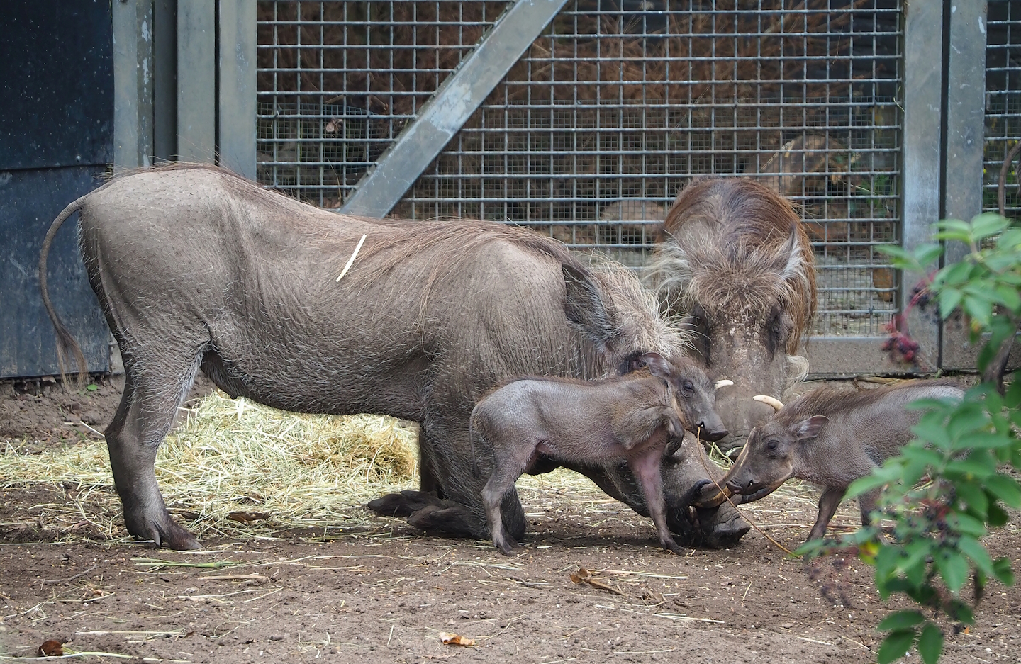Northern warthogs (Phacochoerus africanus africanus) with piglets, 2023-08-17