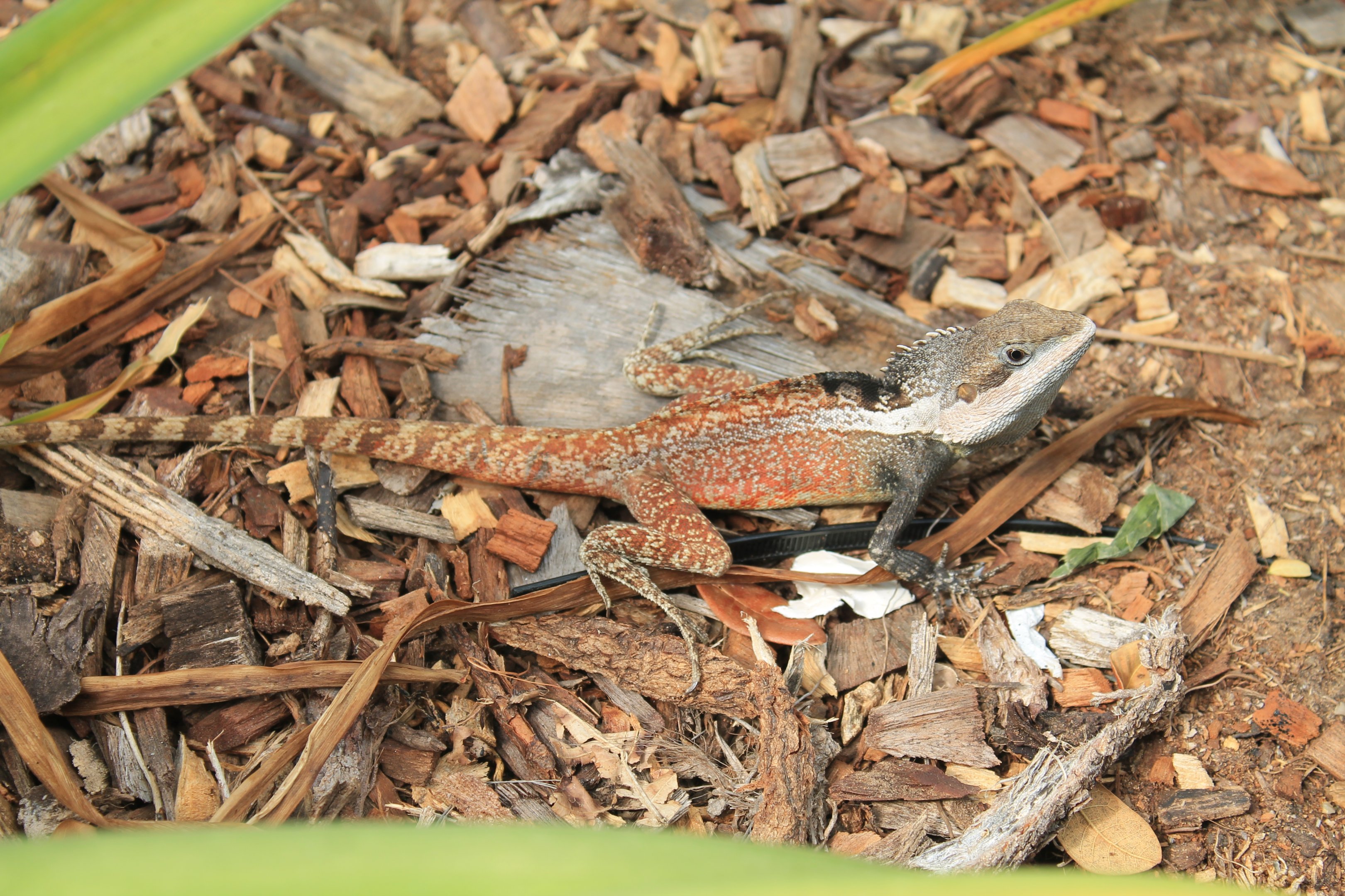 Northern Water Dragon (Tropicagama temporalis)