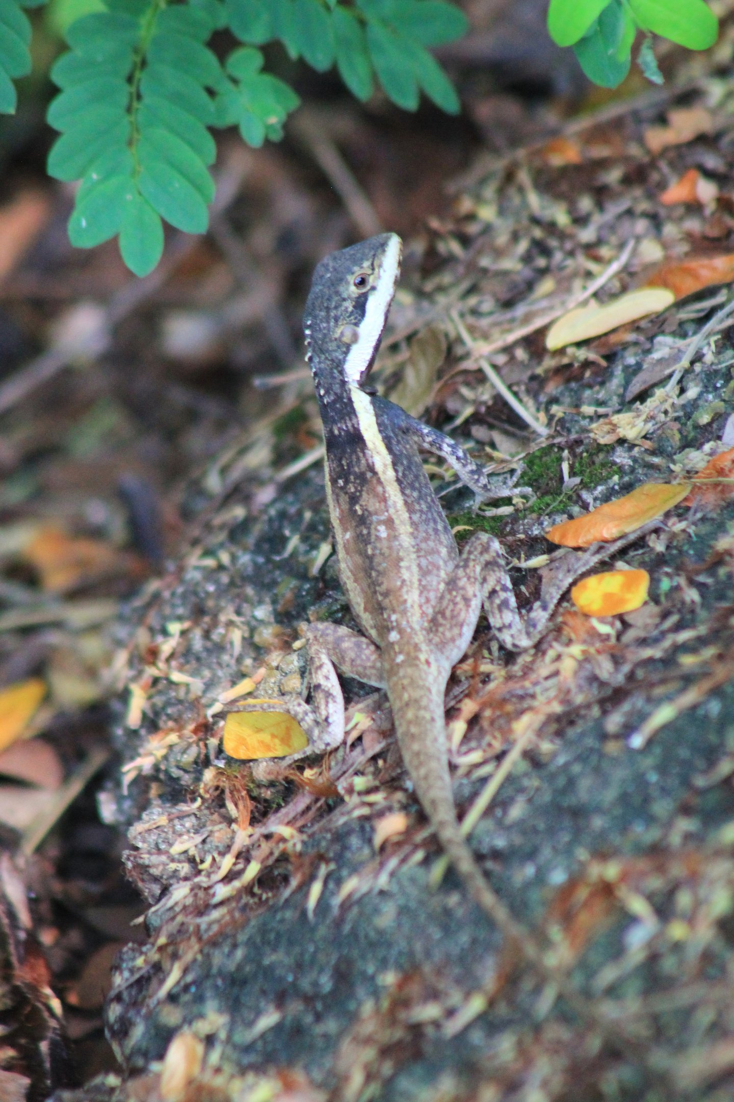 Northern Water Dragon (Tropicagama temporalis)