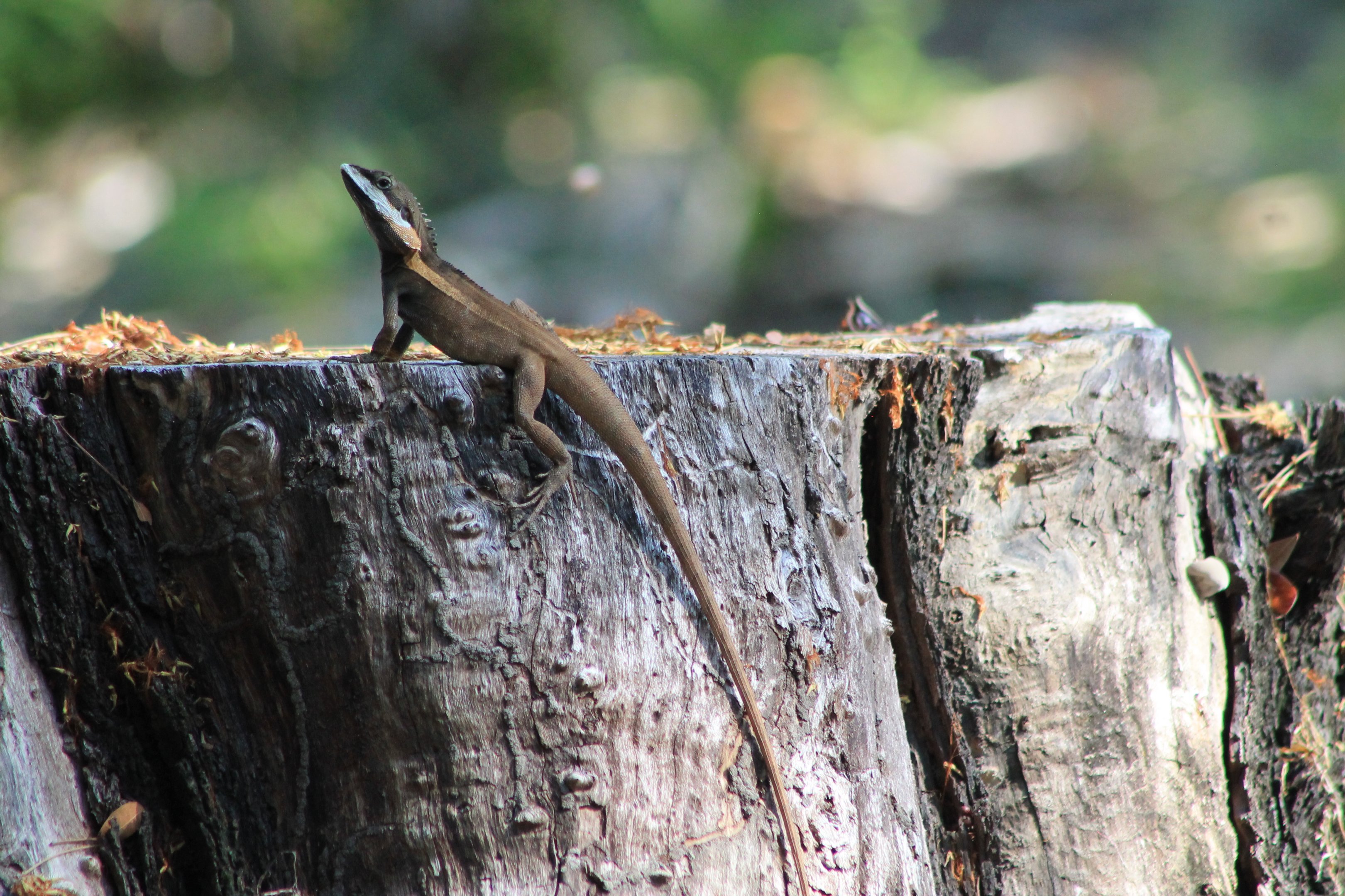 Northern Water Dragon (Tropicagama temporalis)