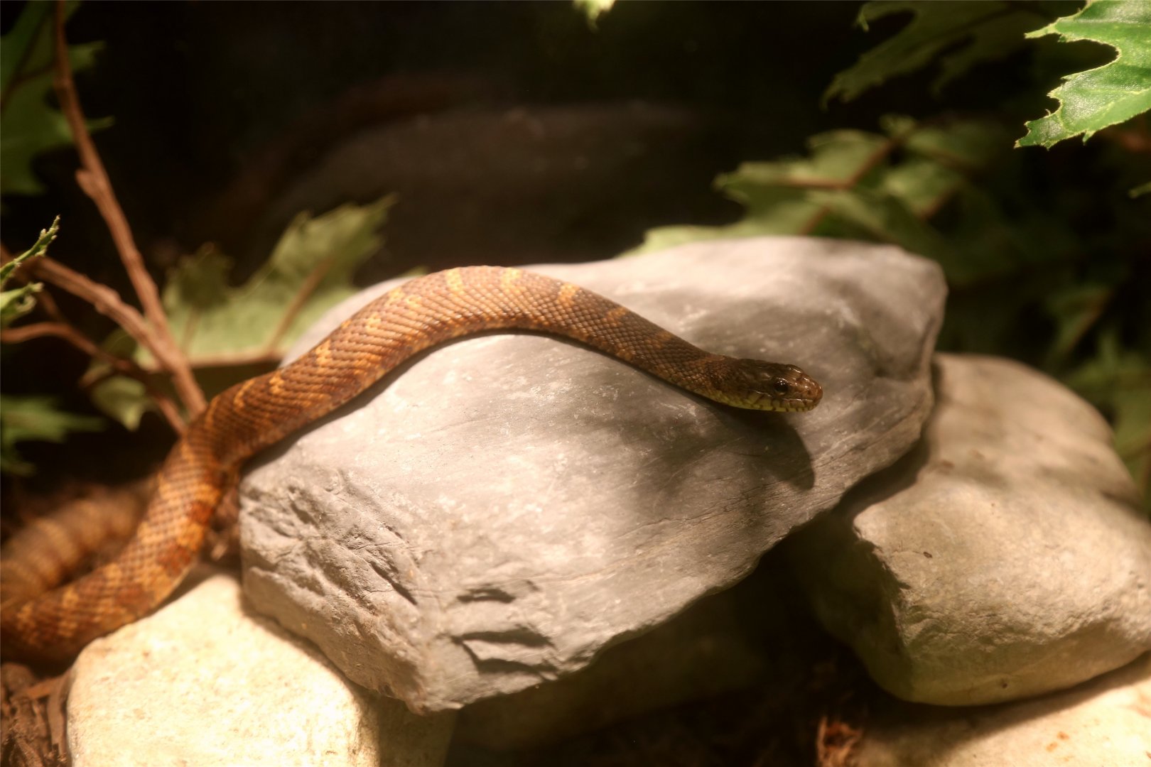 Northern Water Snake (Nerodia sipedon), October 2017